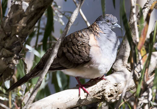 Image of Bar-shouldered Dove