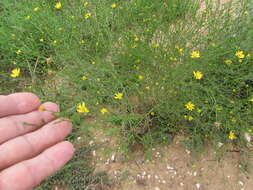 Image of prairie broomweed