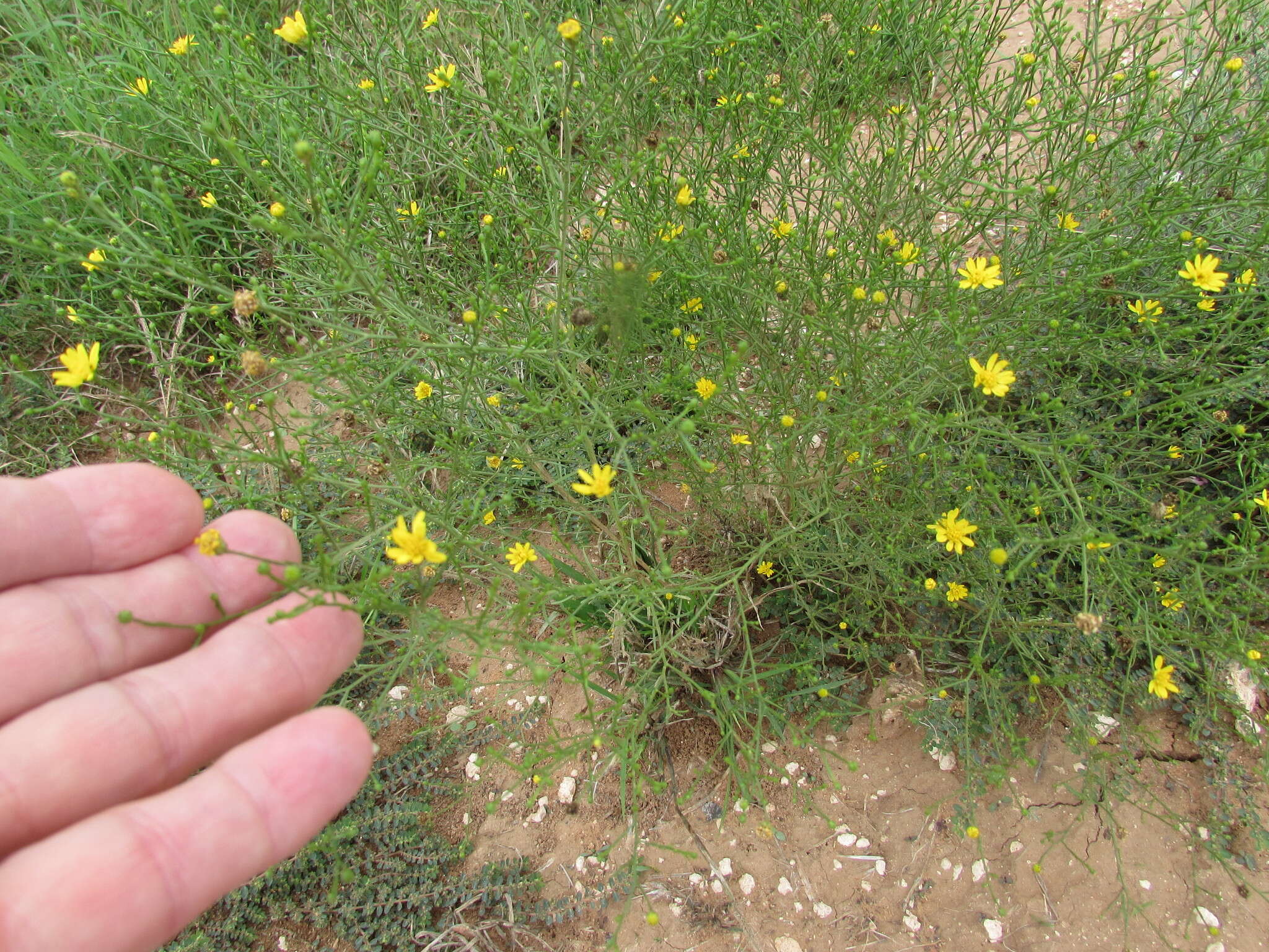 Image of prairie broomweed