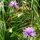 Sivun Campanula glomerata subsp. elliptica (Kit. ex Schult.) Kirschl. kuva