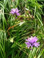 Sivun Campanula glomerata subsp. elliptica (Kit. ex Schult.) Kirschl. kuva