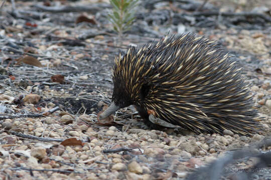 Image of Tachyglossus aculeatus acanthion (Collett 1884)