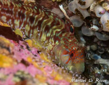 Image of Portuguese Blenny