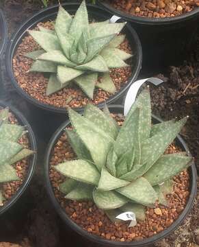 Image of Gasteraloe