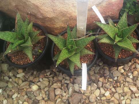 Image of Gasteraloe