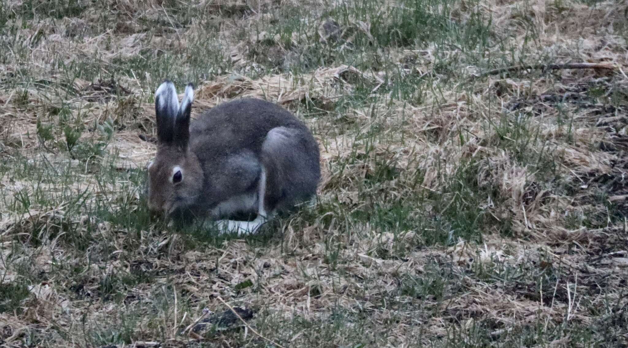 Plancia ëd Lepus timidus timidus Linnaeus 1758