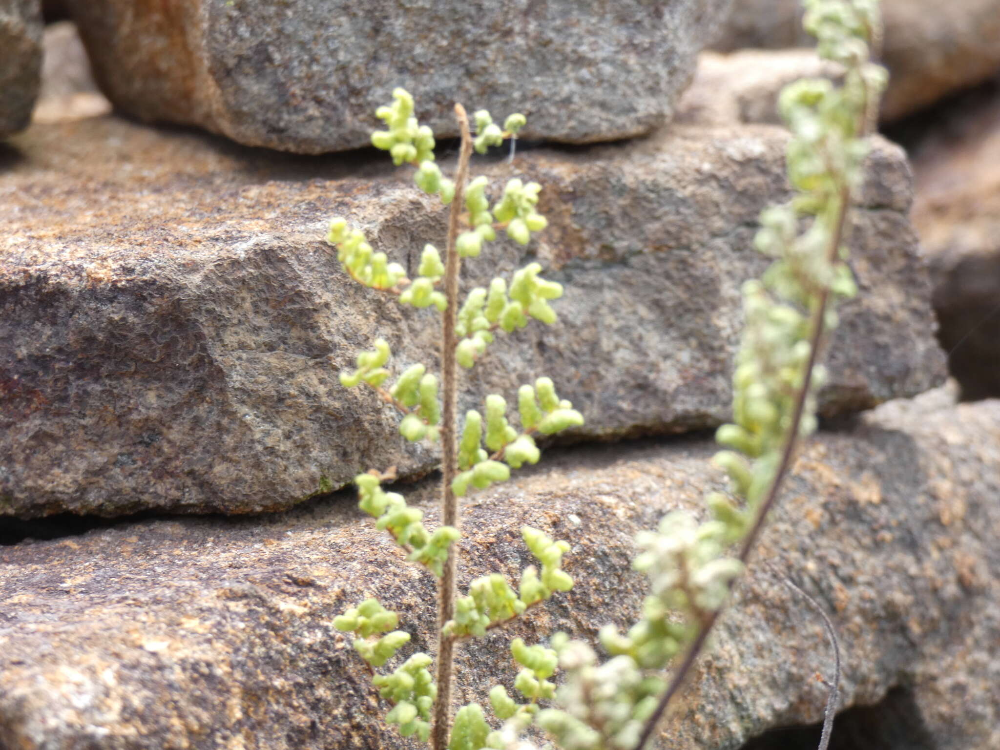 Image of Cheilanthes hirta Sw.