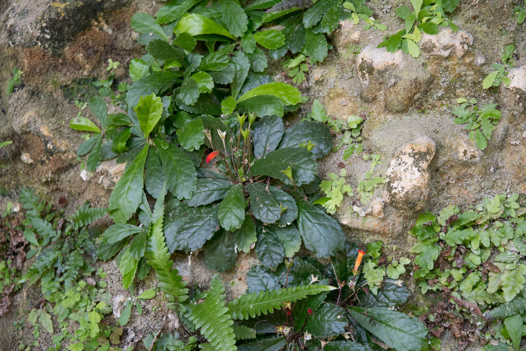 Sivun gesneria kuva