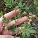 Image of Potentilla tobolensis Pavlov