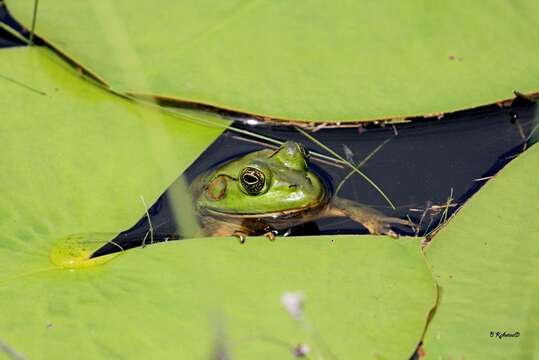 Image of Pig Frog