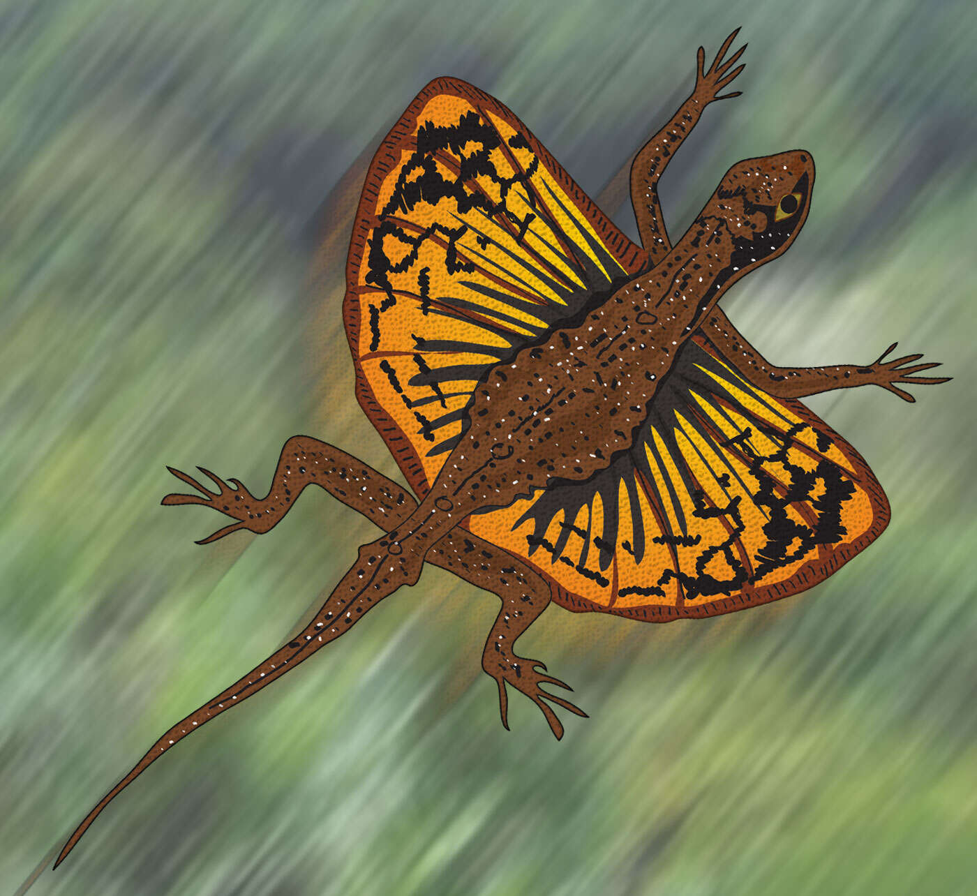 Image of Indian flying lizard