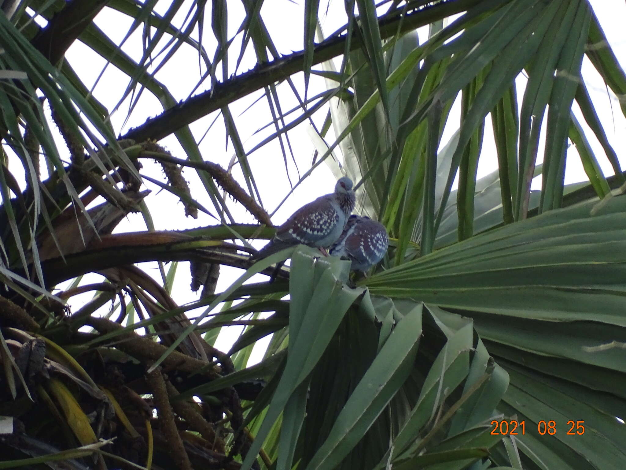 Image of Columba guinea guinea Linnaeus 1758