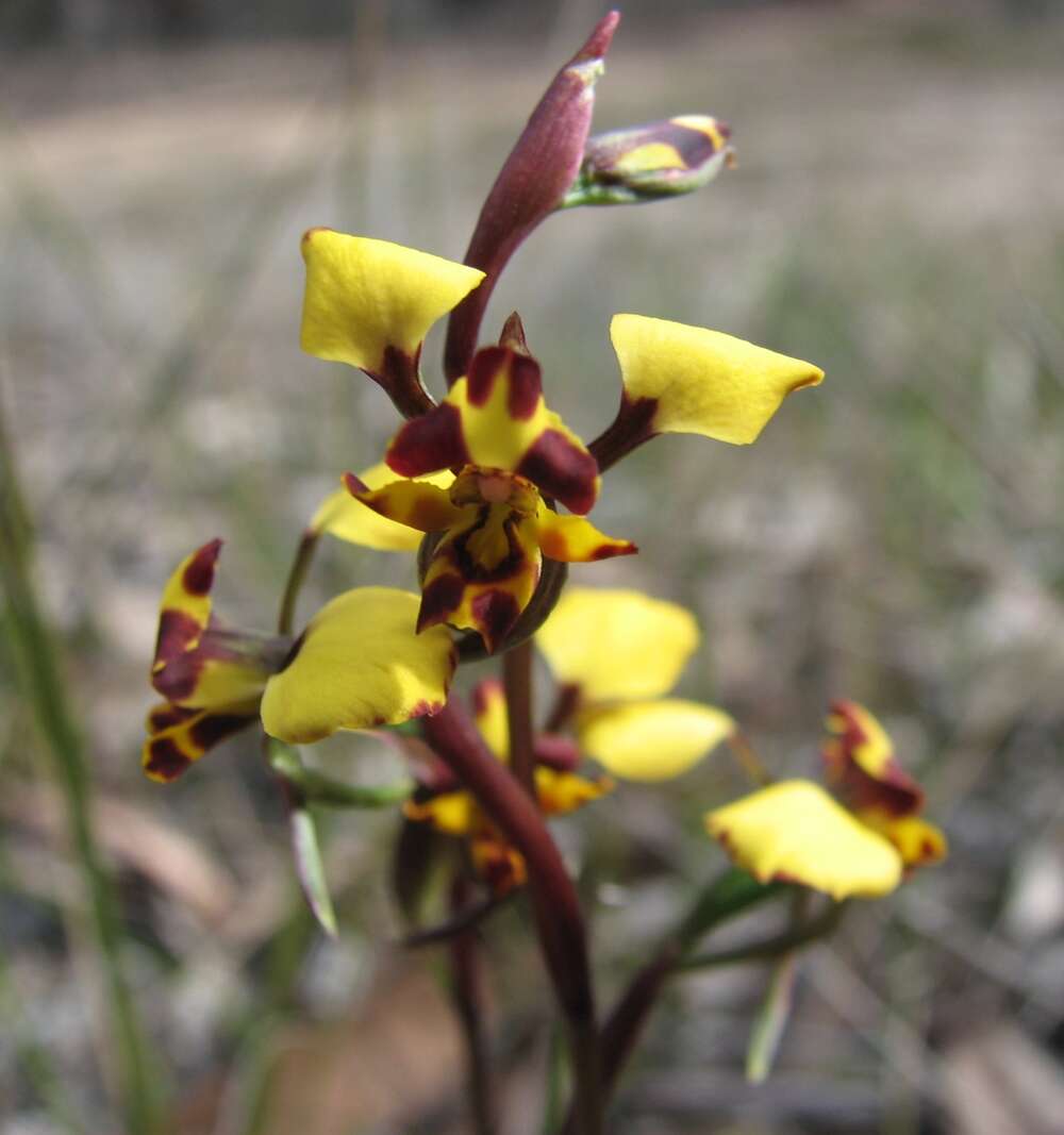 Image de Diuris pardina Lindl.