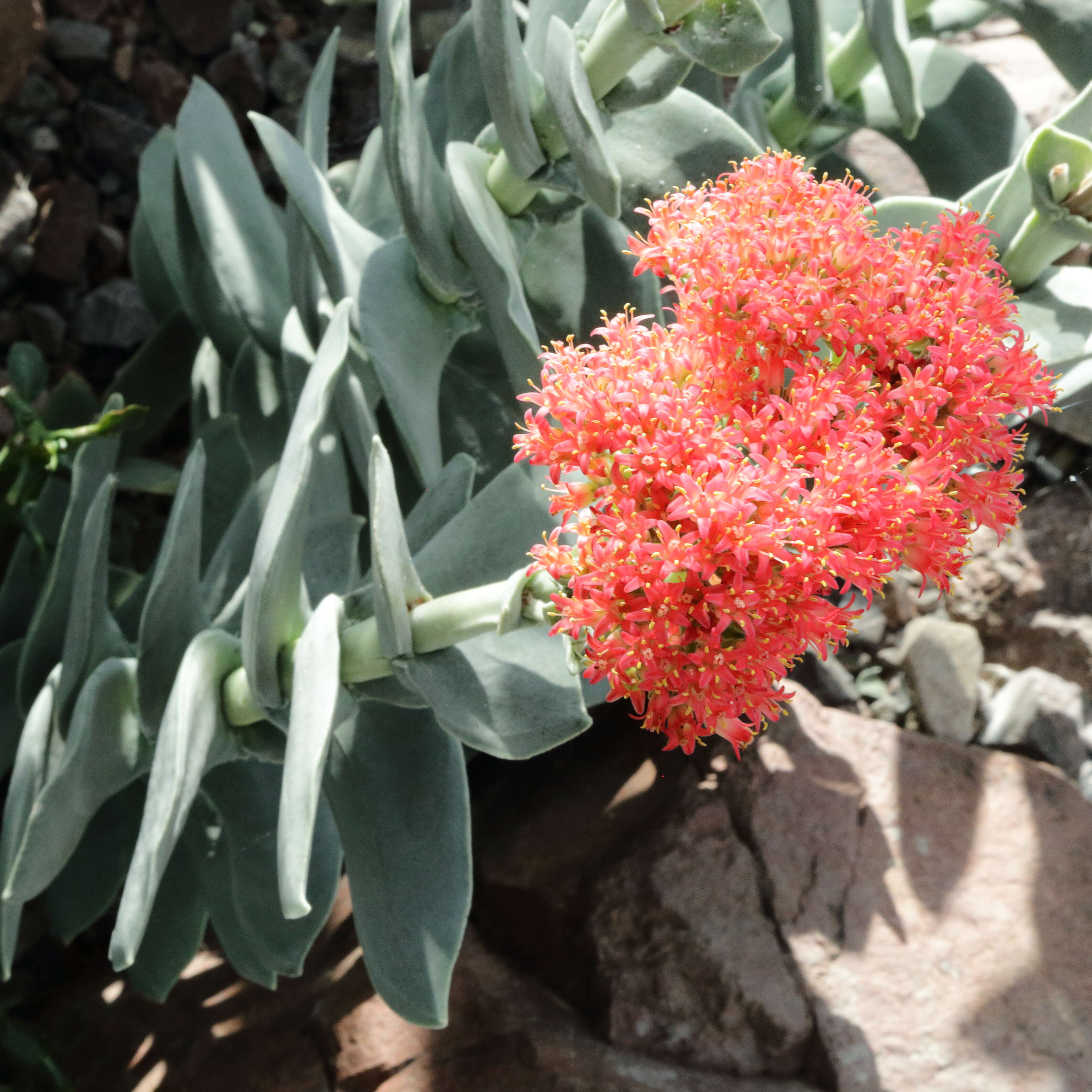 Image of Crassula perfoliata var. minor (Haw.) Rowley