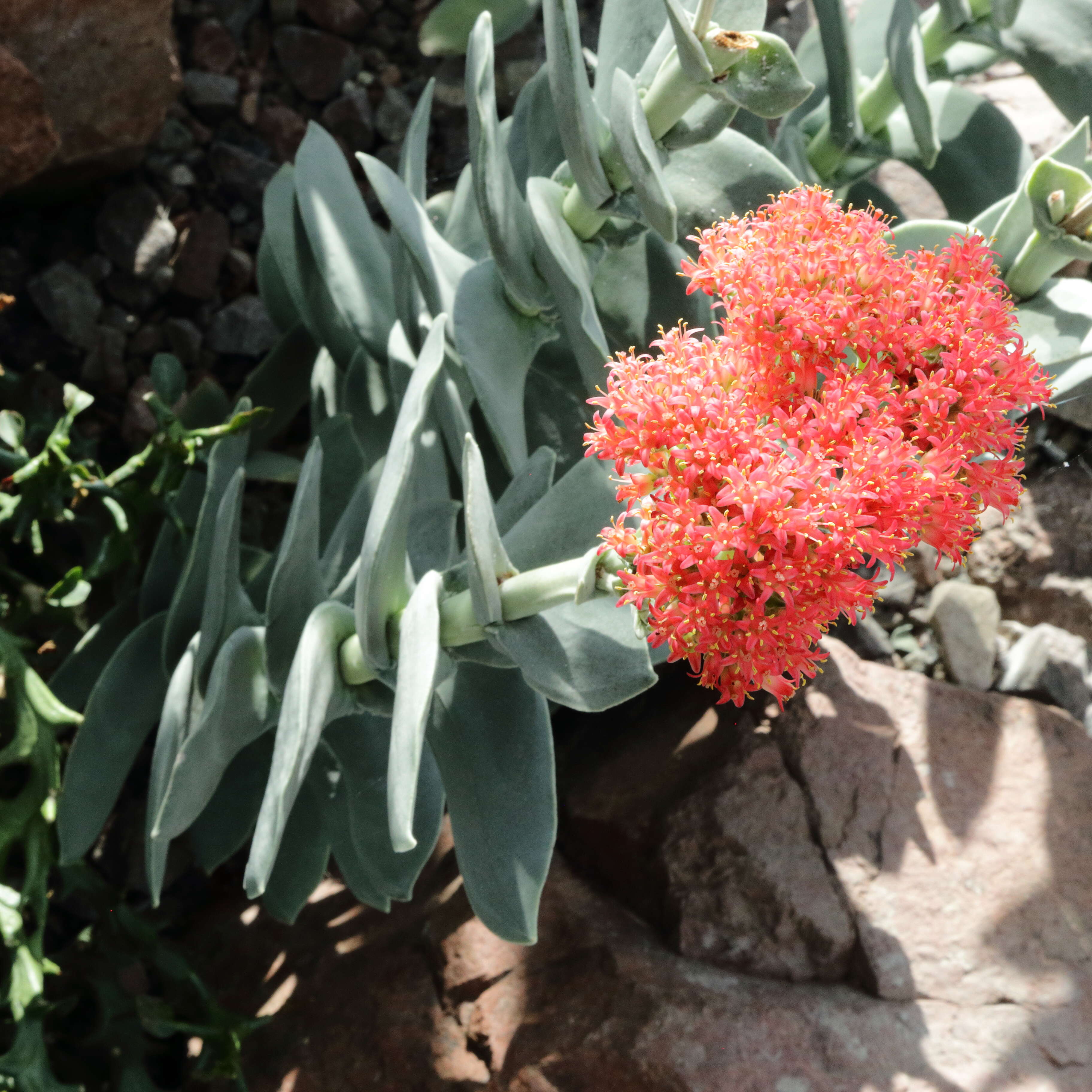 Image of Crassula perfoliata var. minor (Haw.) Rowley