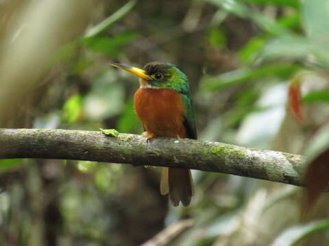 Image of Yellow-billed Jacamar