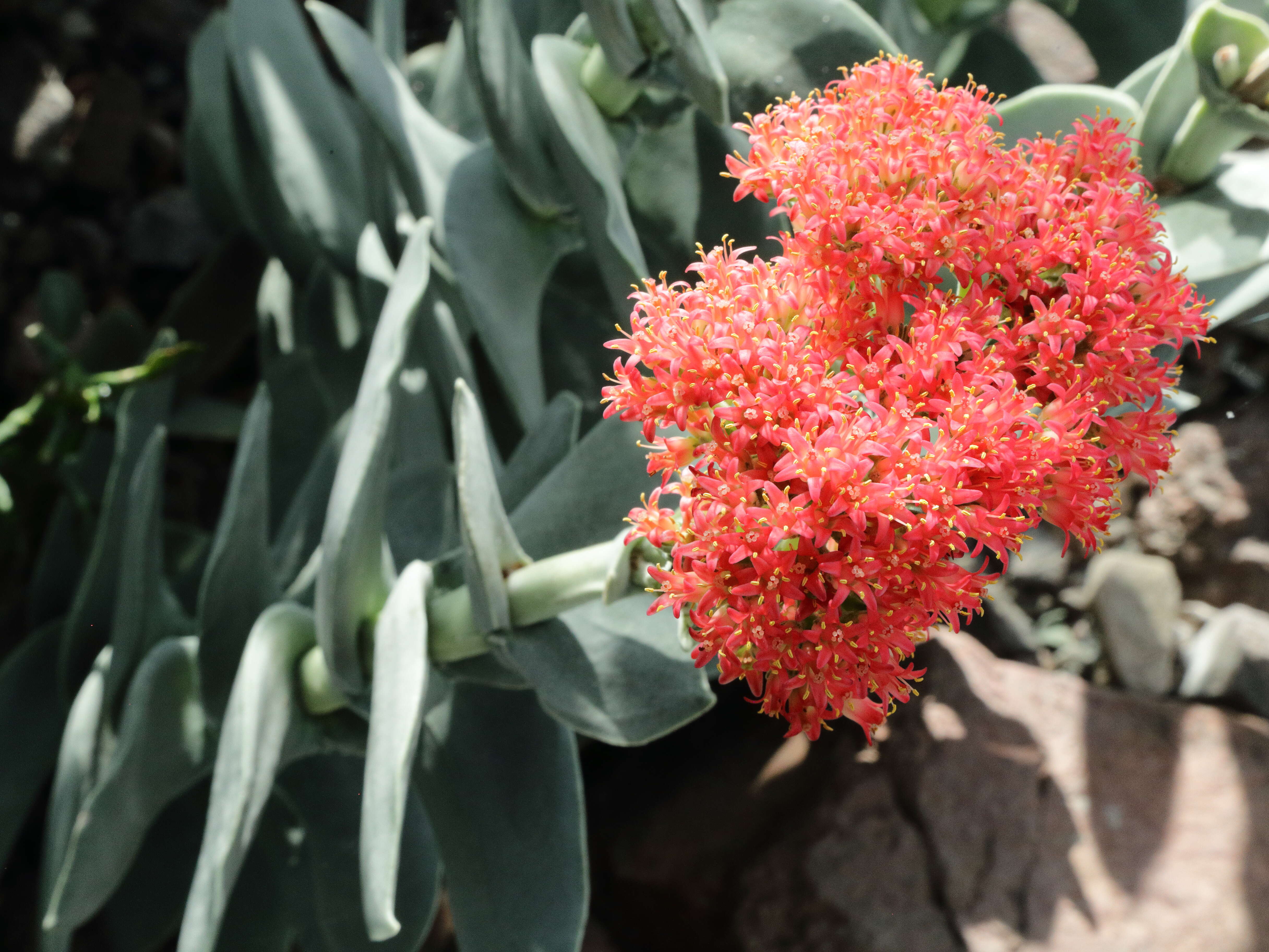 Image of Crassula perfoliata var. minor (Haw.) Rowley