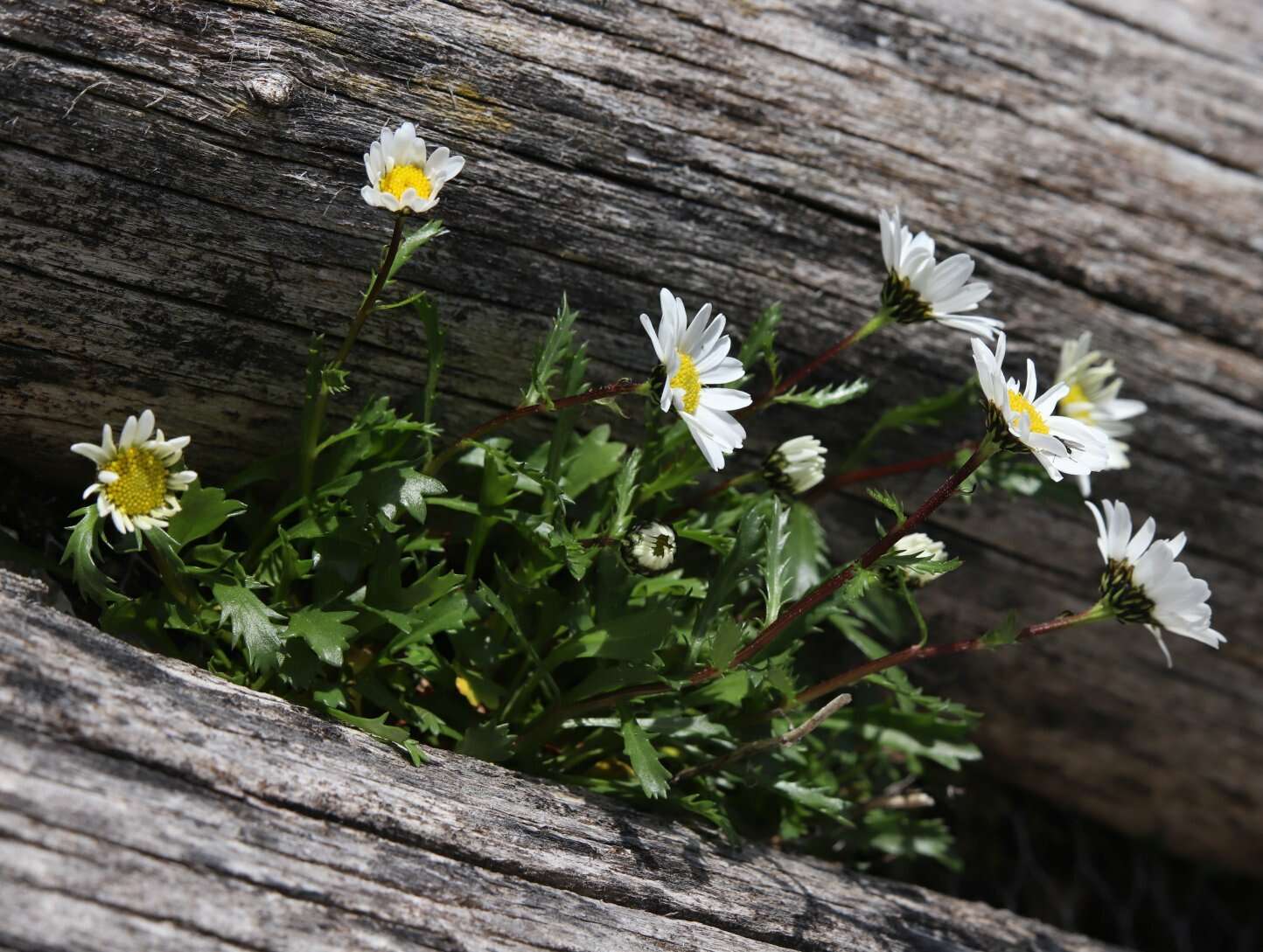 Слика од Leucanthemum halleri (Suter) Polatschek