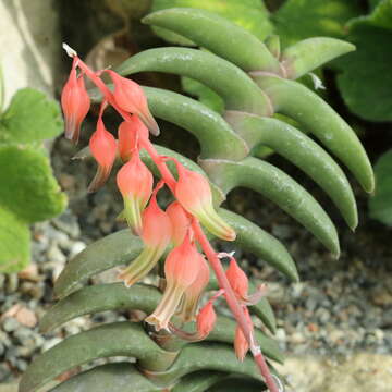 Image of Gasteria rawlinsonii Oberm.