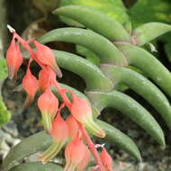 Слика од Gasteria rawlinsonii Oberm.