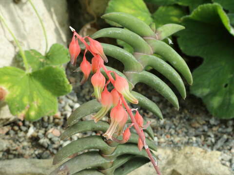 Image of Gasteria rawlinsonii Oberm.