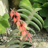 Слика од Gasteria rawlinsonii Oberm.