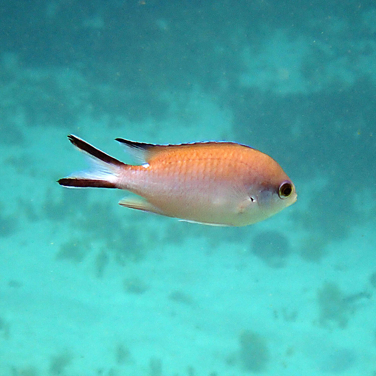 Image of Norfolk Chromis