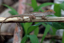 Image of Bahaman brown anole