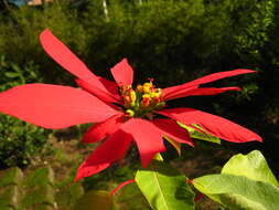 Image of poinsettia