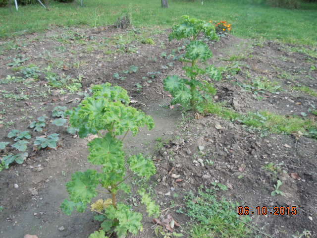 Image of cluster mallow