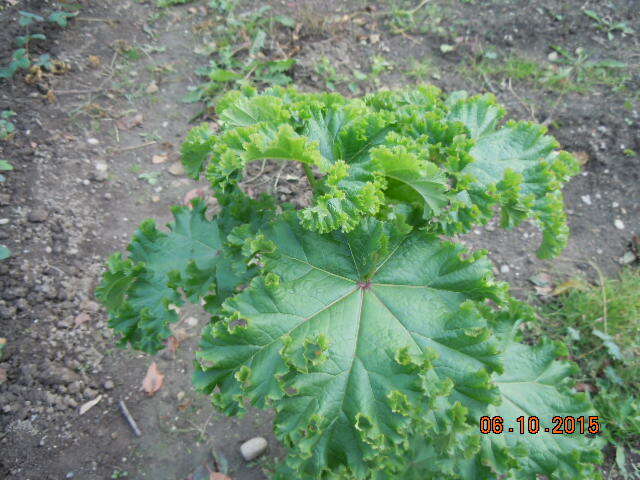 Image of cluster mallow