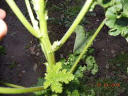 Image of cluster mallow