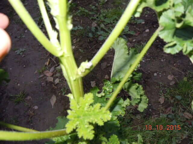 Image of cluster mallow