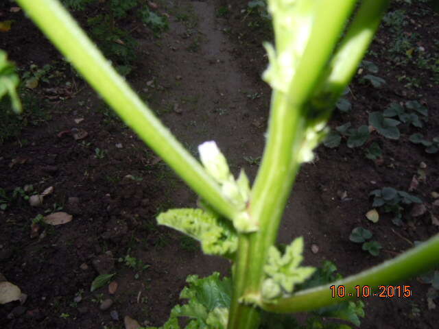 Image of cluster mallow