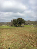 Image of interior live oak