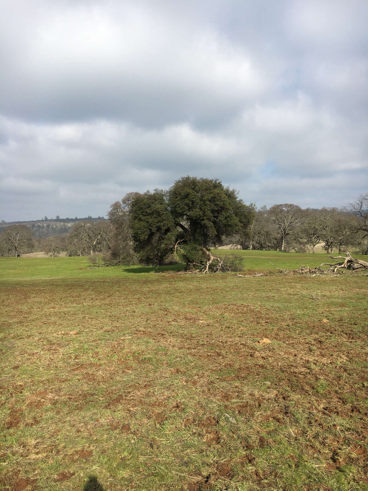 Image of interior live oak