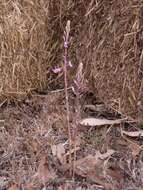 Image of elegant hyacinth-orchid