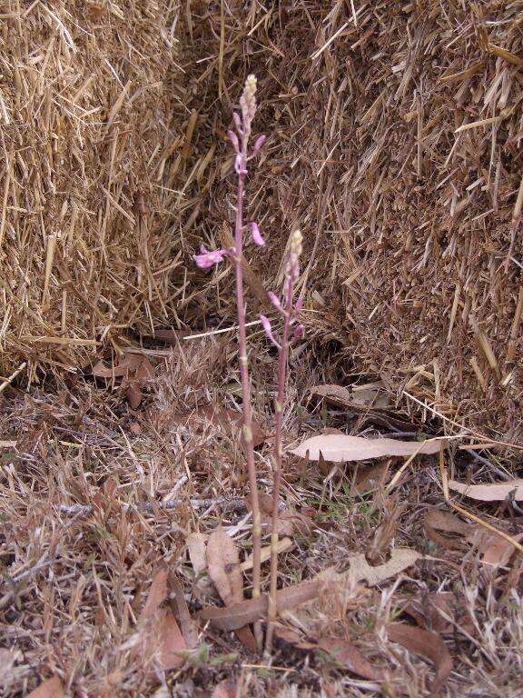 Imagem de Dipodium elegantulum D. L. Jones