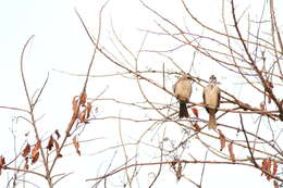 Image of Yellow-vented Bulbul