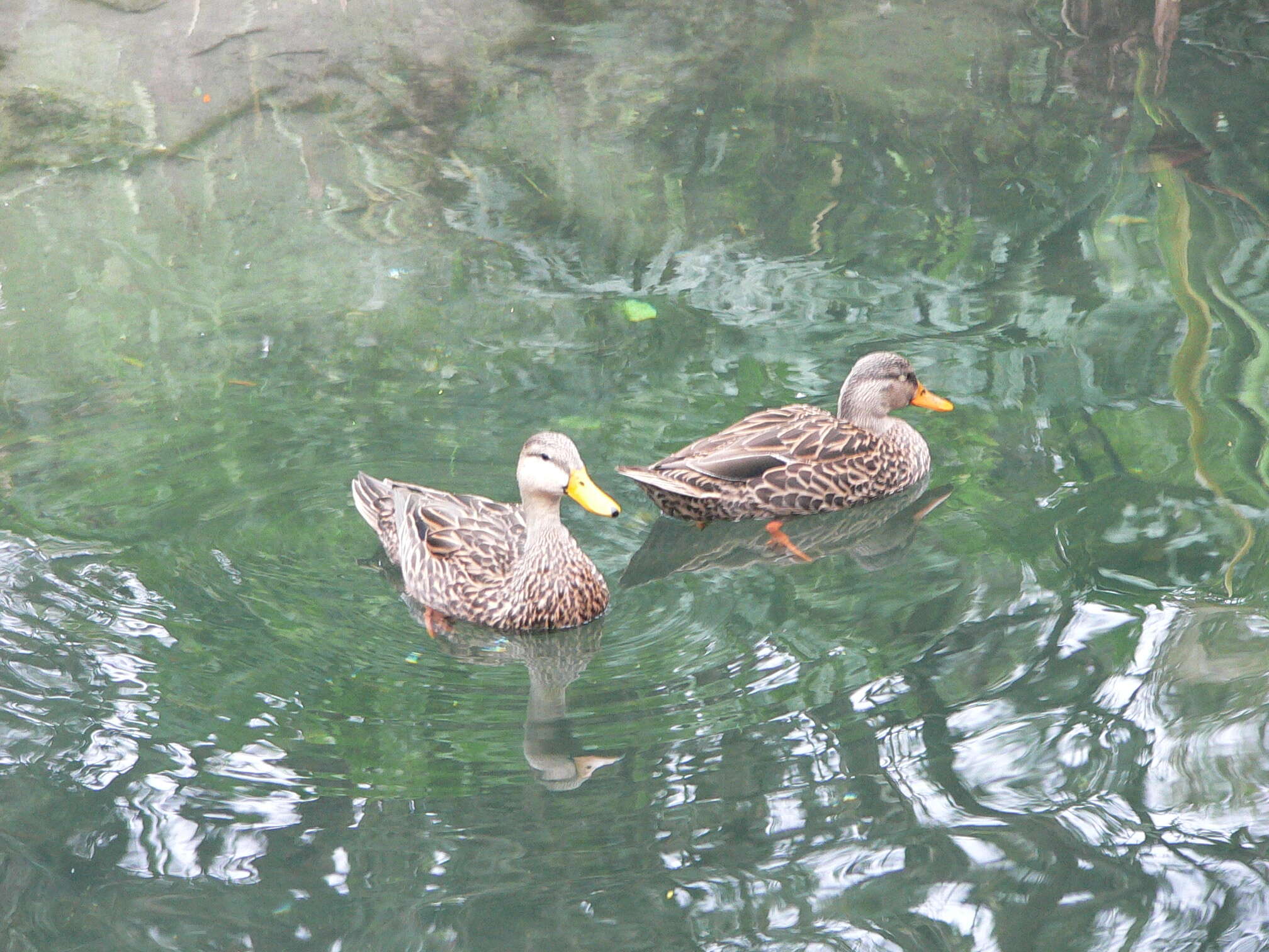 Image of Florida duck