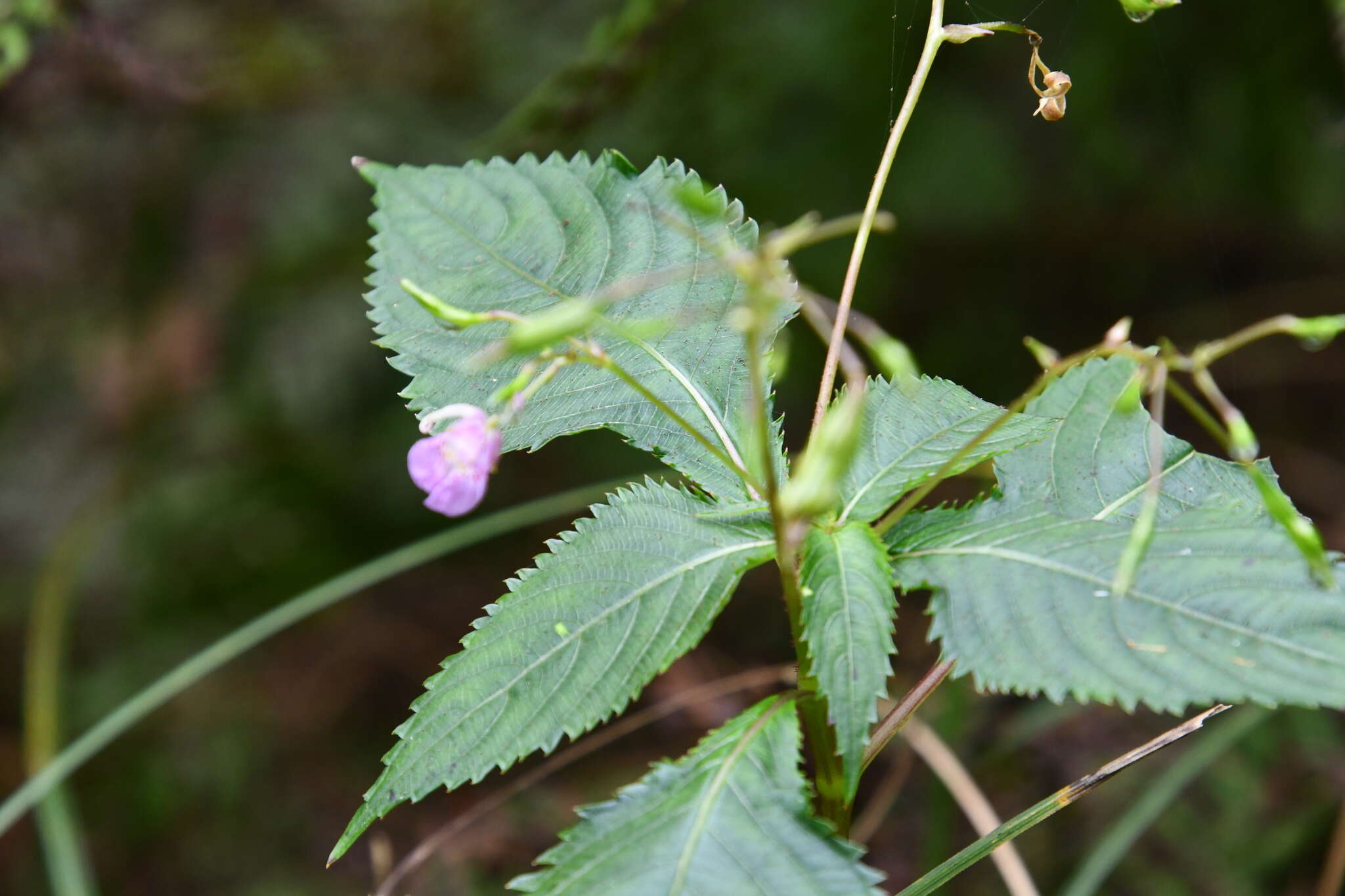 Image de Impatiens furcillata Hemsl. ex Forb. & Hemsl.