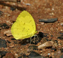 Image de Eurema blanda (Boisduval 1836)