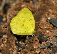 Image de Eurema blanda (Boisduval 1836)