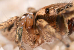 Image of Habronattus ciboneyanus Griswold 1987