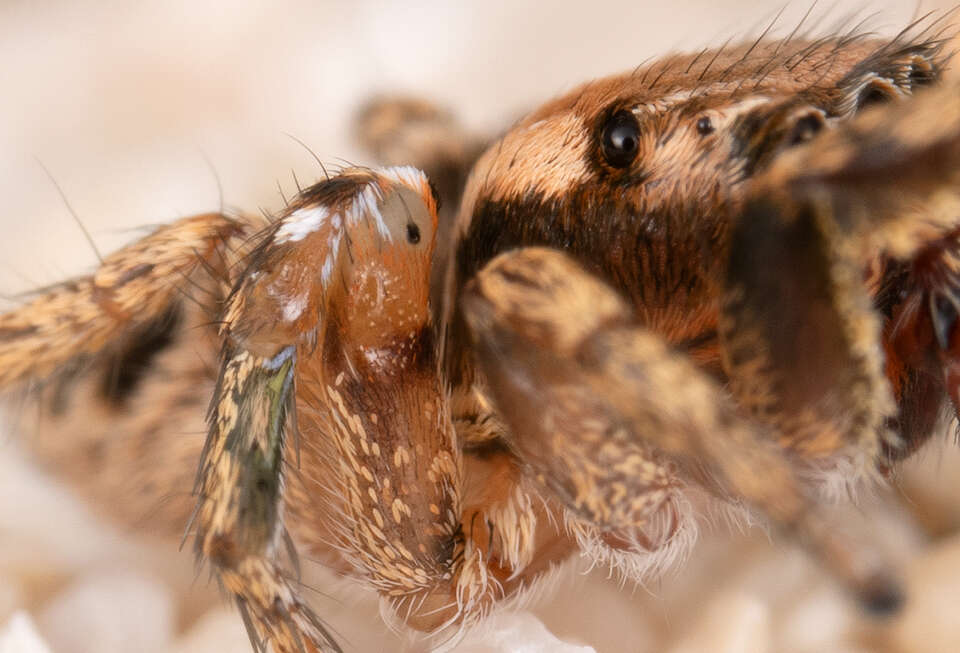 Image of Habronattus ciboneyanus Griswold 1987