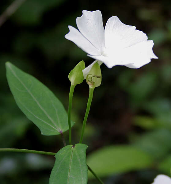 Imagem de Thunbergia fragrans Roxb.