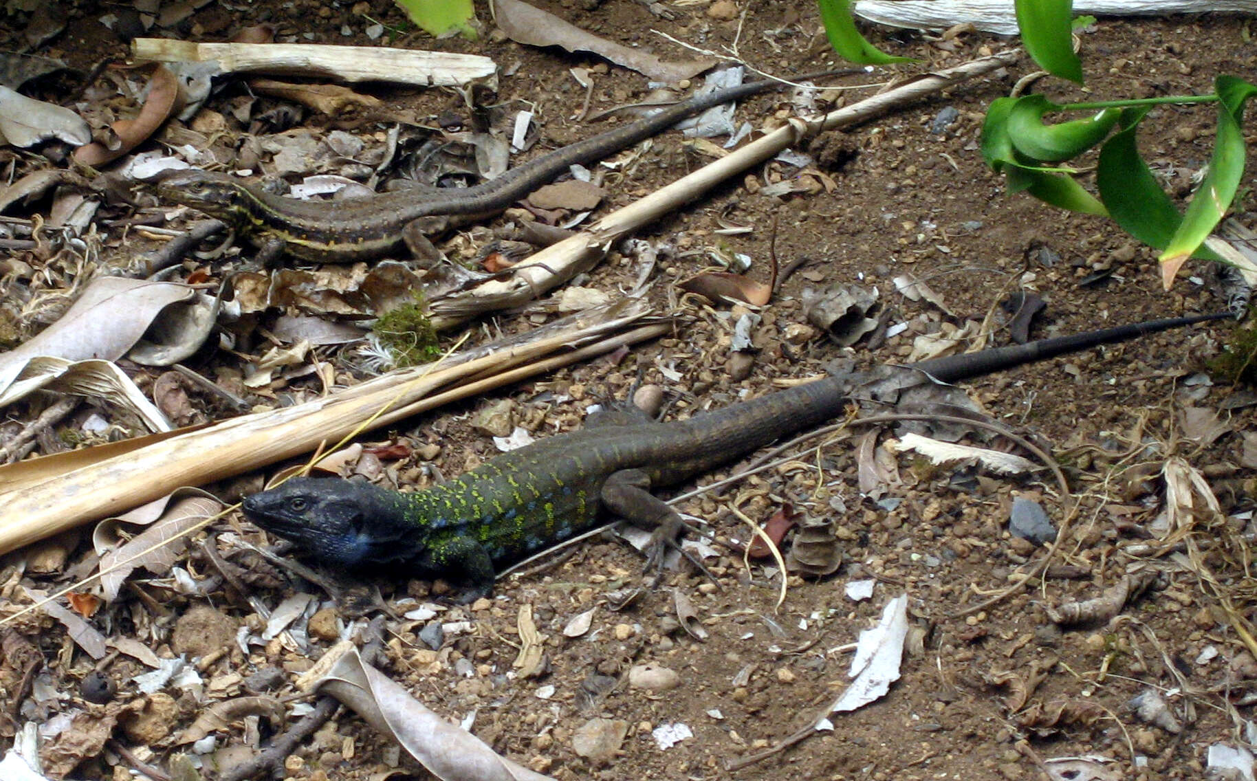 Image of Tenerife Lizard