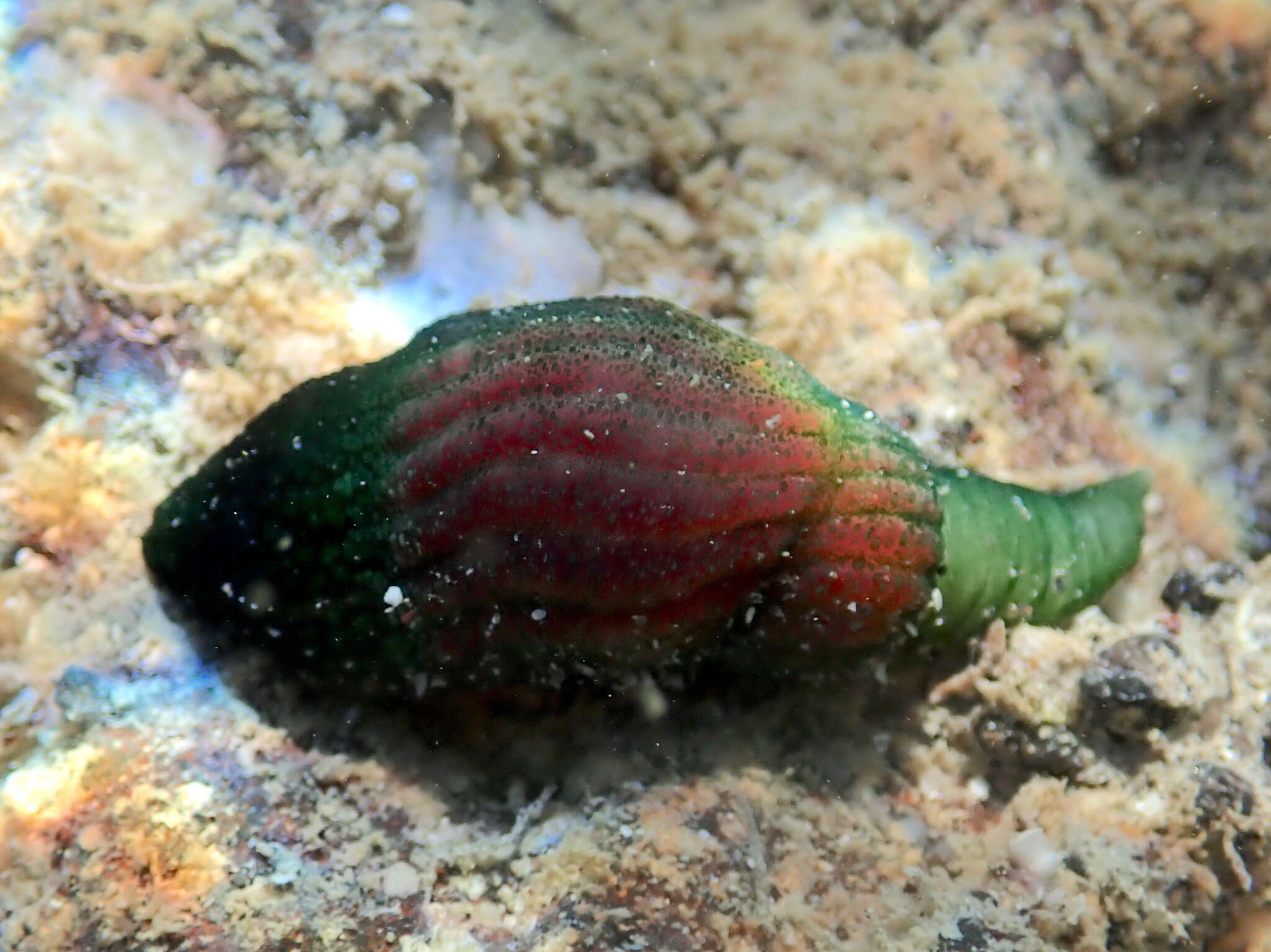 Plancia ëd Ochetostoma baronii (Greeff 1872)