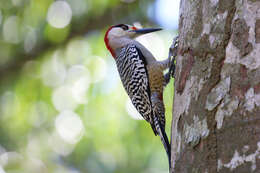 Image of West Indian Woodpecker