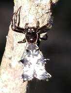 Sivun Micrathena gracilis (Walckenaer 1805) kuva